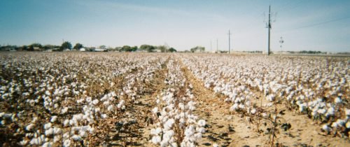 cotton 2
